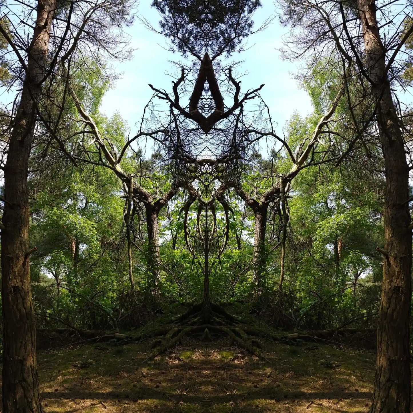 Queen of Pines Poster