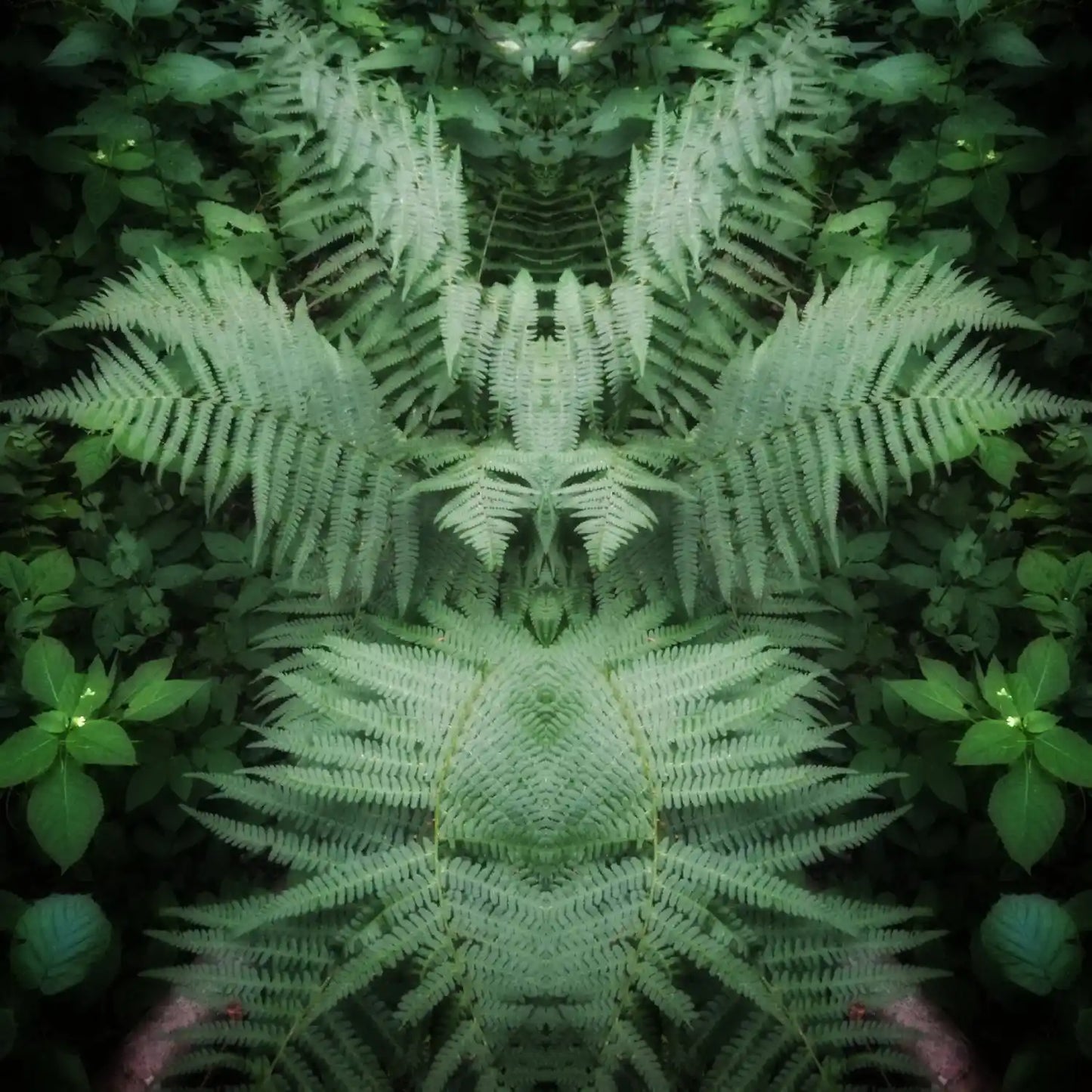 Fern Fairy Poster