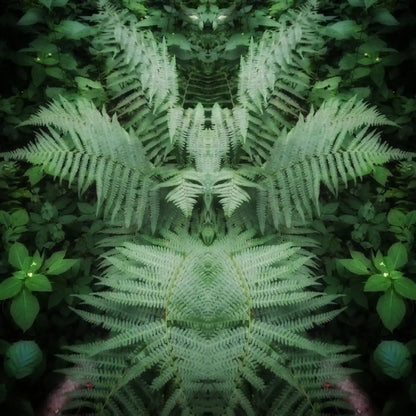 Fern Fairy Poster