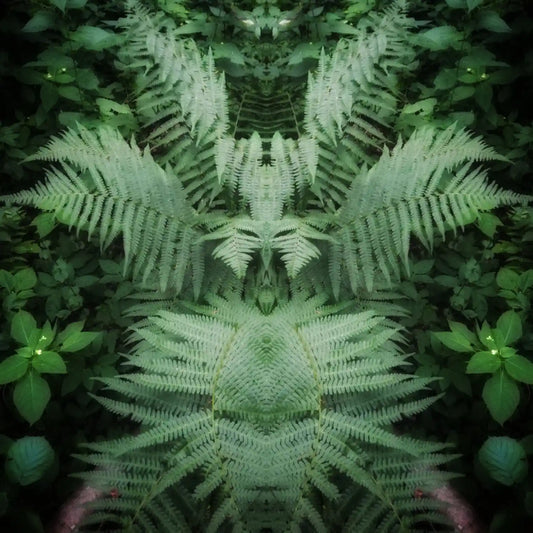 Fern Fairy Poster